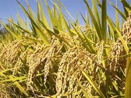 水稻孕穗期耐冷基因研究取得新进展