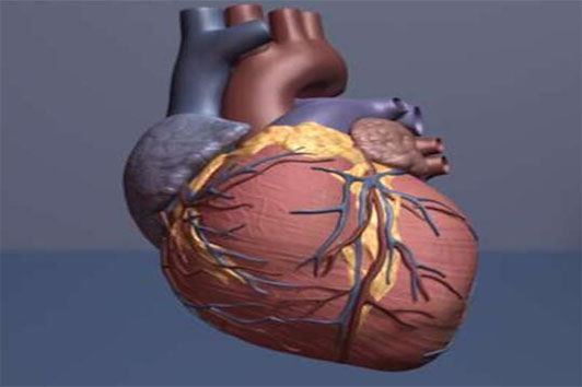 Nature：重磅级成果！科学家解析为何心脏无法进行自我修复