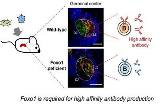 JEM：免疫细胞增殖的遗传调控机制
