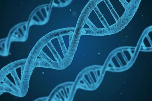 Sci Adv：什么？特殊基因突变或能促进男性长寿！
