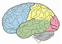 新技术使科学家对人类脑部疾病的认识更近了一步