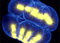 J Mol Cell Biol.:MPK调控细胞分裂研究取得新成果