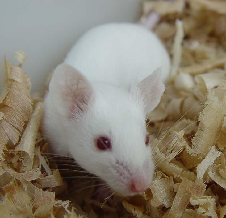 Nat Neurosci:美学者揭示高盐饮食引发小鼠大脑认知功能缺陷