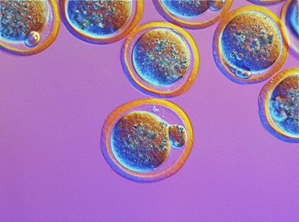 人类胚胎基因修复不再遥远？纠正常见但致命的突变